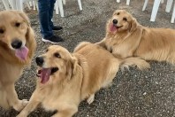 Por que todo mundo ama Golden? Temperamento e inteligência são a resposta
