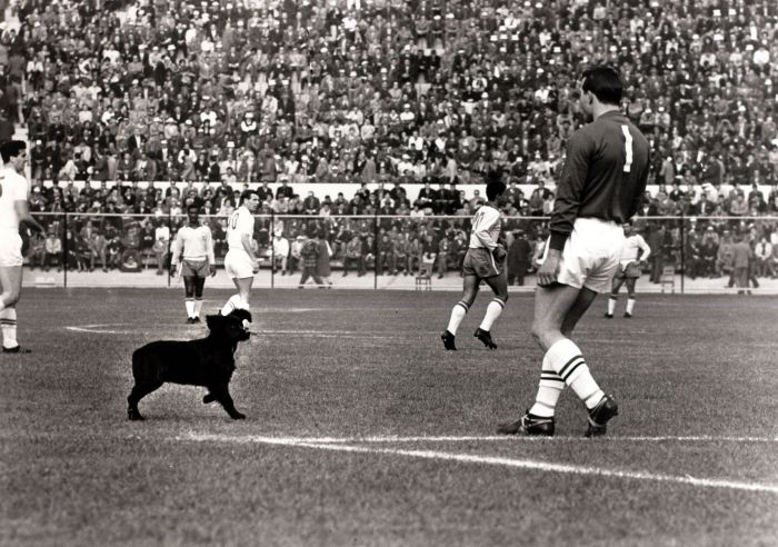 Cachorro invadiu o campo no jogo entre Brasil e Inglaterra na Copa do Mundo de 1962