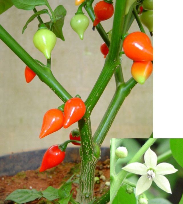 Pimenta Capsicum