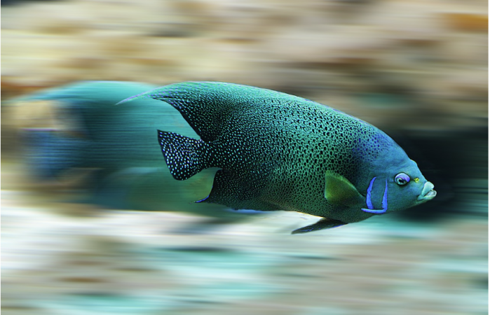 Escamas de peixe podem ser usadas tanto para confecção de  obras de arte quanto para pesquisas científicas