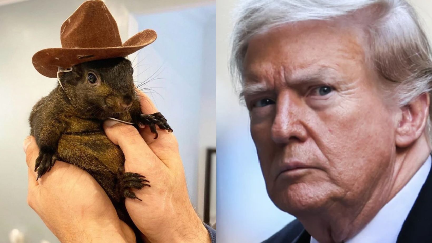 Entenda por que a morte do 'esquilo influencer' virou tema da campanha de Donald Trump