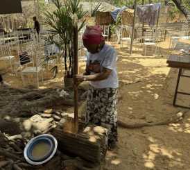 açafrão