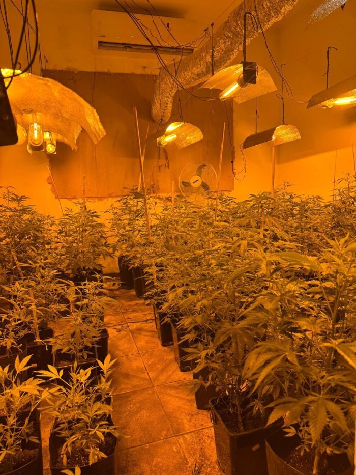 Um dos quartos transformado em estufa para o cultivo de pés de maconha