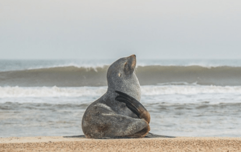 No Parque Nacional Marinho do Albardão, animais como lobos-marinhos fazem parte da paisagem • (Nema/ICMbio/Reprodução