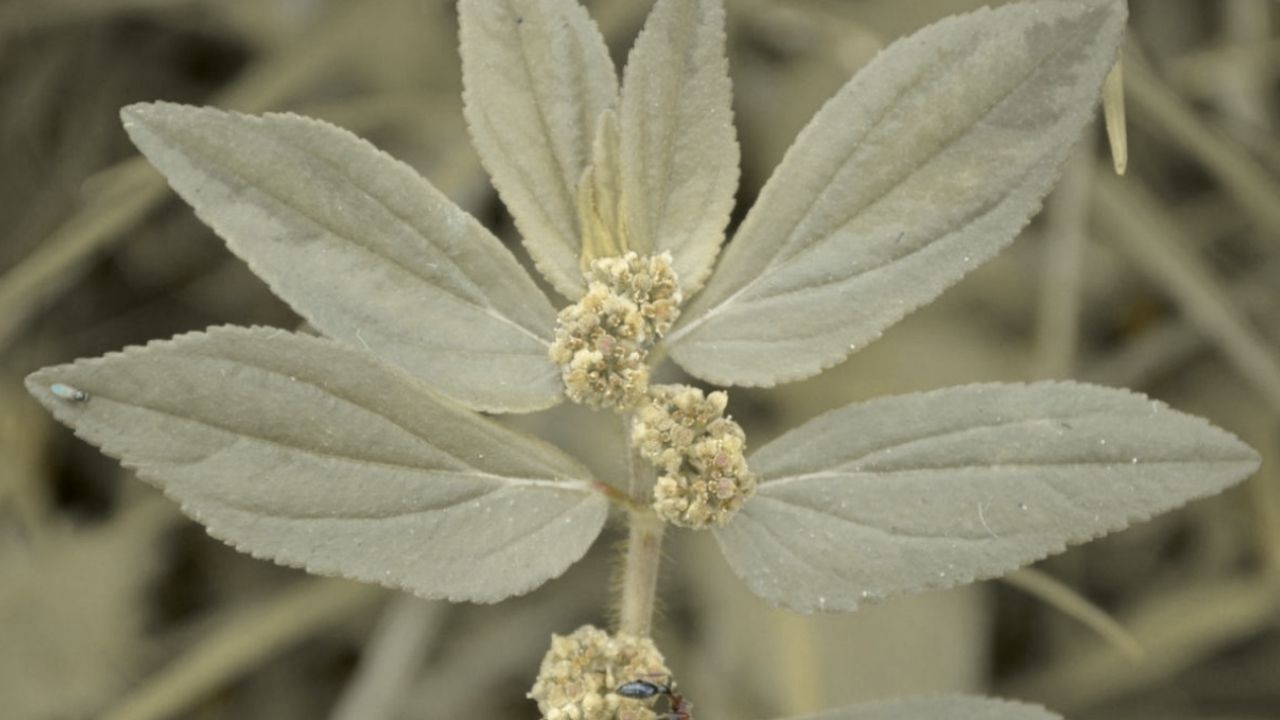 Fáfia: planta brasileira ajuda na energia, imunidade e até na impotência sexual
