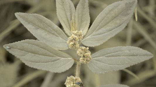 Fáfia: planta brasileira ajuda na energia, imunidade e até na impotência sexual