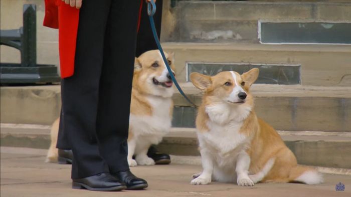 Corgis eram 'xodós' de Elizabeth II