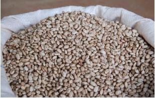 A BRS FC401 RMD é a primeira cultivar de feijão comum carioca registrada e protegida no Brasil com resistência efetiva ao mosaico-dourado