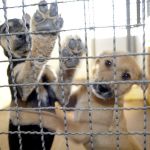 Envenenamento em pets: carvão ativado é aliado, mas não deve ser orientação veterinária