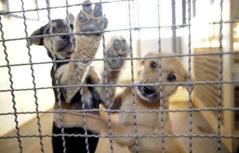 Foto mostra cães para adoção