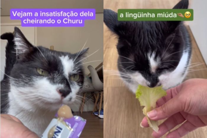 Gata Celeste prefere salada ao churu