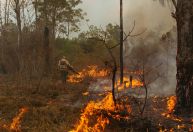 Ano ‘particularmente severo’ de incêndios é esperado por cientistas