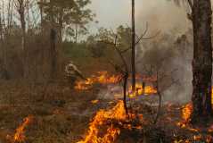 Incêndio na Floresta Nacional de Brasília