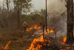 Incêndio na Floresta Nacional de Brasília