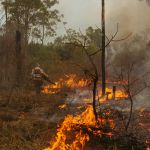 Ano ‘particularmente severo’ de incêndios é esperado por cientistas