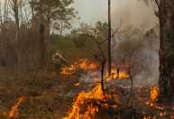 Ano ‘particularmente severo’ de incêndios é esperado por cientistas