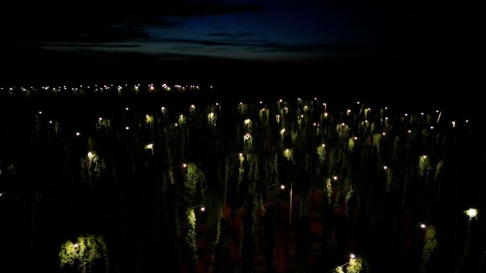 Iluminação noturna da plantação de lúpulo em Uberaba na propriedade do grupo Petrópolis