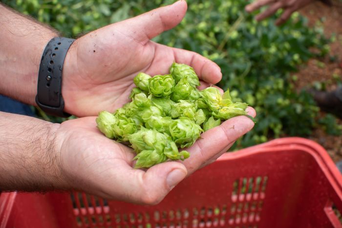 A flor do lúpulo é responsável pelo aroma e sabor da cerveja A flor do lúpulo é responsável pelo aroma e sabor da cerveja