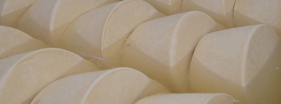 Pesquisadores da EPAMIG alertam para boas práticas de higiene na fabricação de laticínios