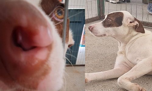 Cão resgatado, que poderá ser adotado