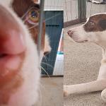Animais resgatados em ocorrências podem ser adotados em feira na Praça CEU