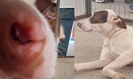 Cão resgatado, que poderá ser adotado