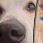 Animais resgatados após fortes chuvas poderão ser adotados em Juiz de Fora