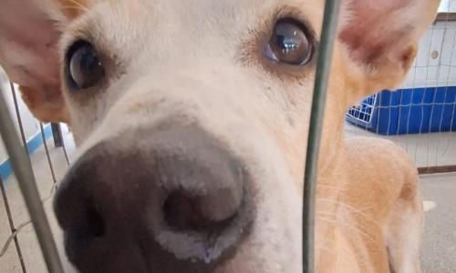 Cães e gatos resgatados pelo Grad junto à Prefeitura poderão ser adotados