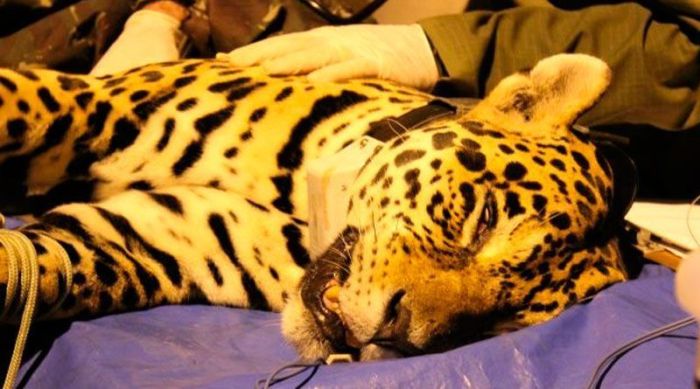 Onça-pintada é capturada em Juiz de Fora
