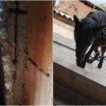 Cachorro se assusta com fogos de Cruzeiro x Atlético e acaba preso em vala; veja vídeo