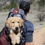 Você sabe o que é ‘Turismo Pet Friendly’? Modelo tem no Brasil e vira alvo do governo