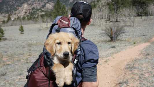 Brasil possui uma das maiores populações de pets do mundo, com cerca de 160 milhões de animais presentes em mais de 50% dos lares brasileiros