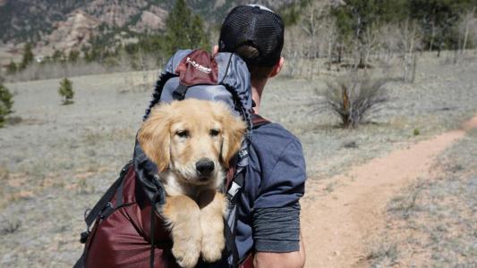 Brasil possui uma das maiores populações de pets do mundo, com cerca de 160 milhões de animais presentes em mais de 50% dos lares brasileiros