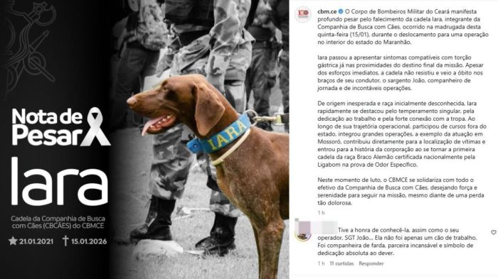 Corpo de Bombeiros do Ceará publica nota de pesar por cadela morta em operação de buscas por crianças desaparecidas em Bacabal, no Maranhão