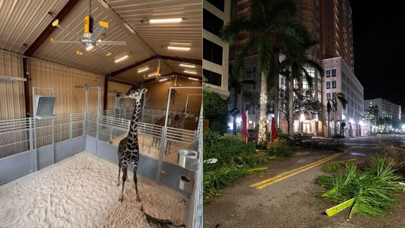 Furacão Milton: animais do zoológico de Tampa, na Flórida ficam em abrigos 'a prova de furacão'