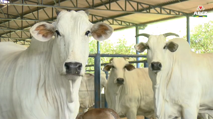 Animais cumpriram 30 dias de quarentena na Fazenda Experimental em Uberaba