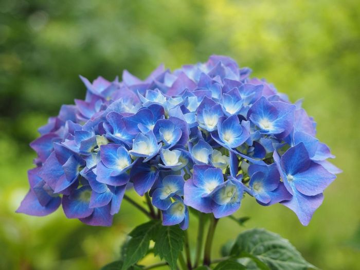 Hortênsia