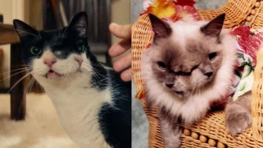 Gato com dois rostos, como em ‘O Agente Secreto’, existem