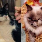 Gato com dois rostos, como em ‘O Agente Secreto’, existem