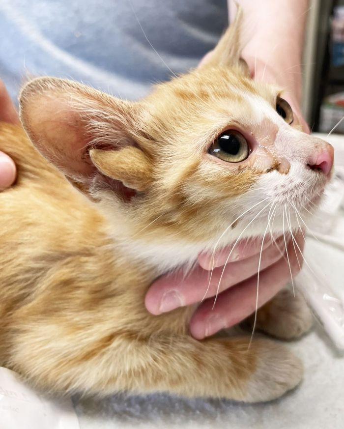 Gato resgatado nasceu com quatro orelhas, nos Estados Unidos. Gato resgatado nasceu com quatro orelhas, nos Estados Unidos.