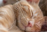 Limpeza da caixa de areia deve ser diária para evitar doenças urinárias felinas