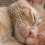 Limpeza da caixa de areia deve ser diária para evitar doenças urinárias felinas