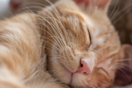 Limpeza da caixa de areia deve ser diária para evitar doenças urinárias felinas