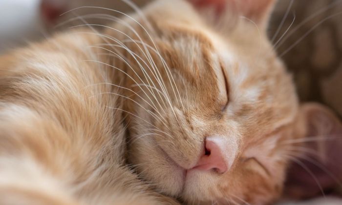 Gato dormindo 