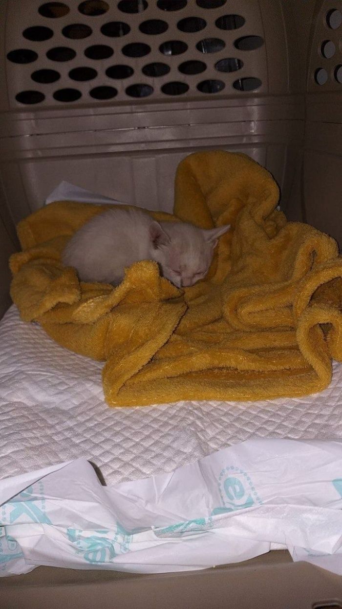 Dona da residência adotou o animal Dona da residência adotou o animal