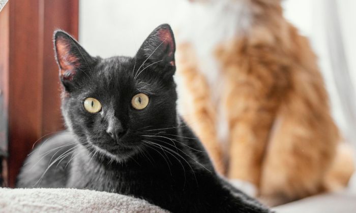 Gatos dentro de casa