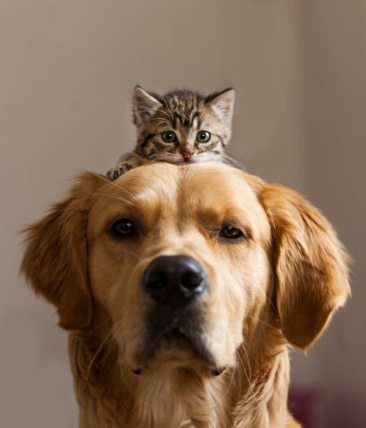 Último mutirão de castração de 2024 em Ouro Preto oferece atendimento a preço social para cães e gatos