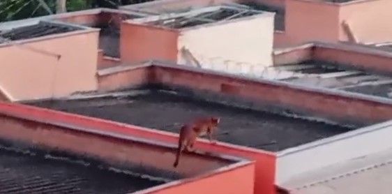 Vídeo mostra onça pulando entre telhados de casas na Grande BH; veja