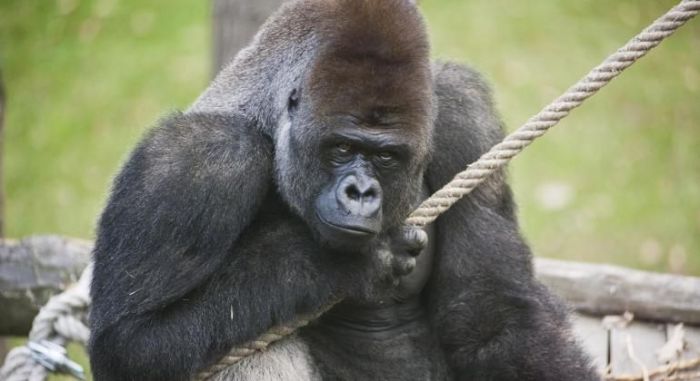 Gorila Bu-Bu é a nova atração do zoológico de BH