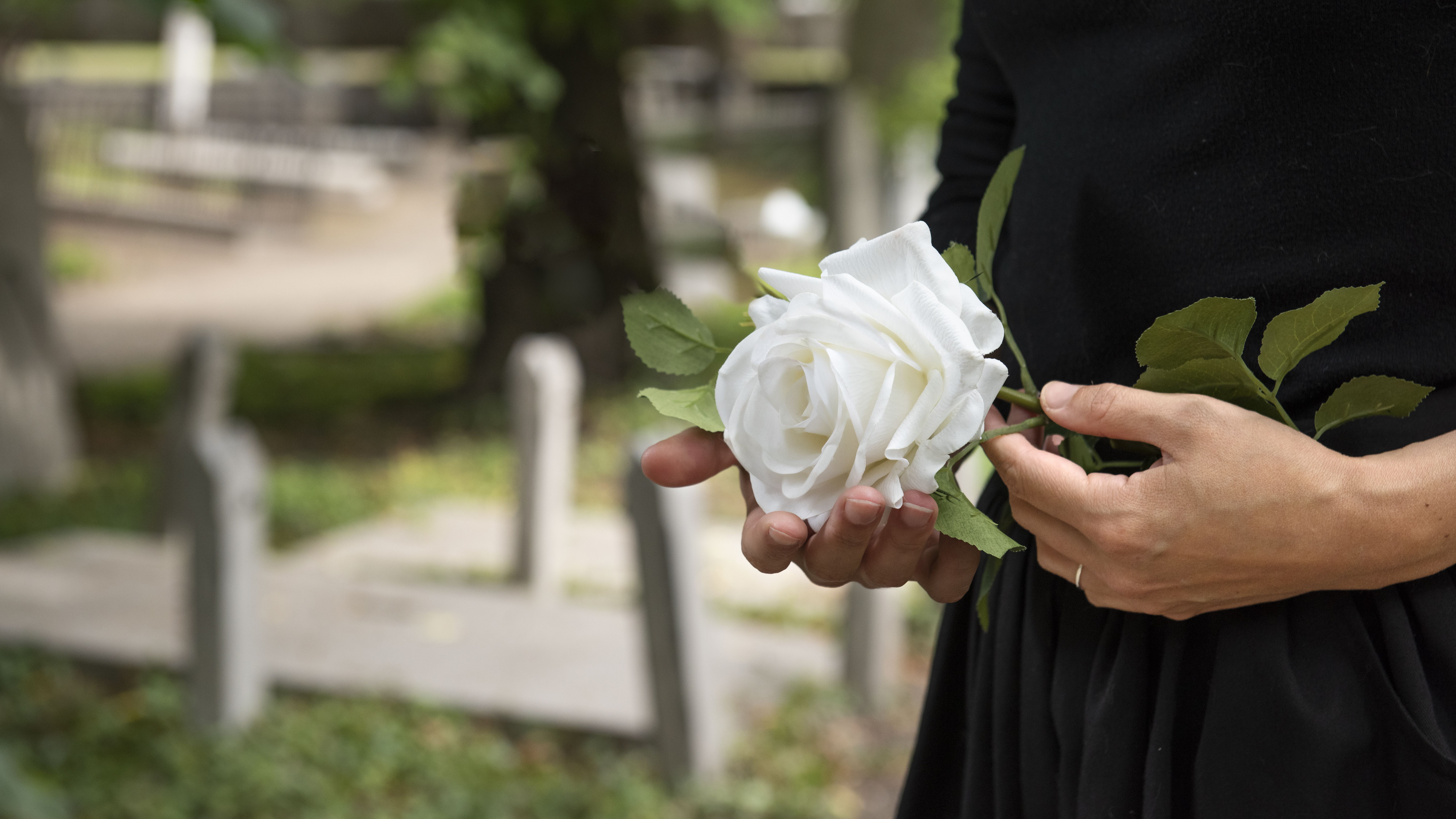 Finados: preço das flores em 2024 comparado à 2023 aumentou mais que a inflação